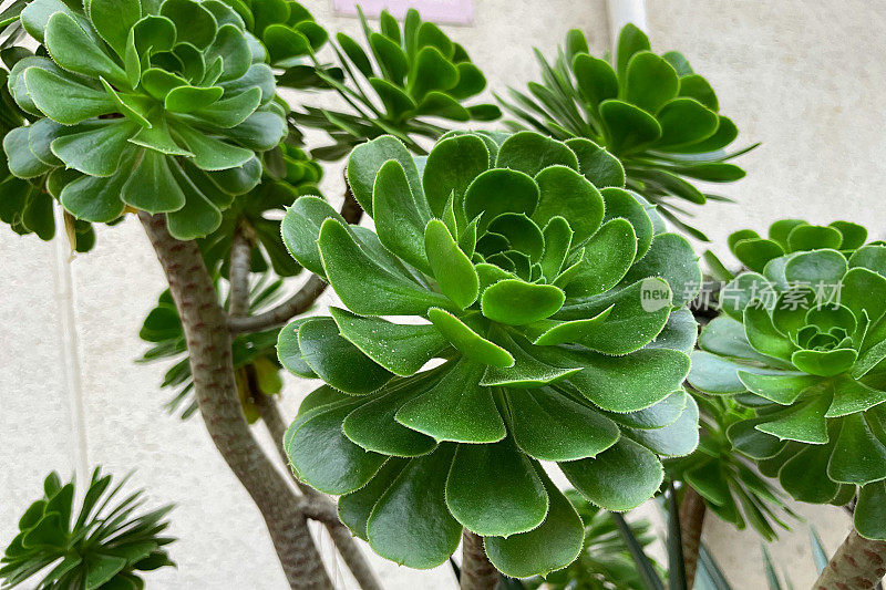 Aeonium arboreum